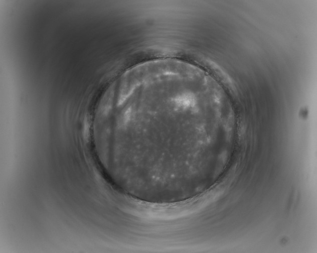 X0000097630026200803211820