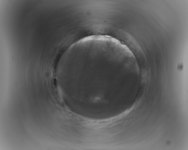 X0000097630029200803211820