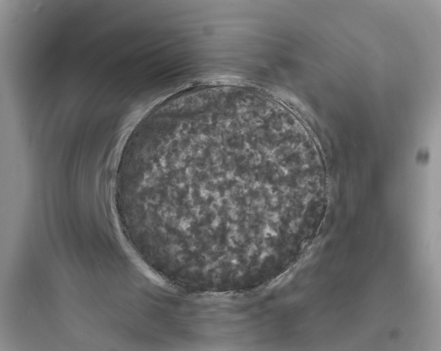 X0000097630049200803211819