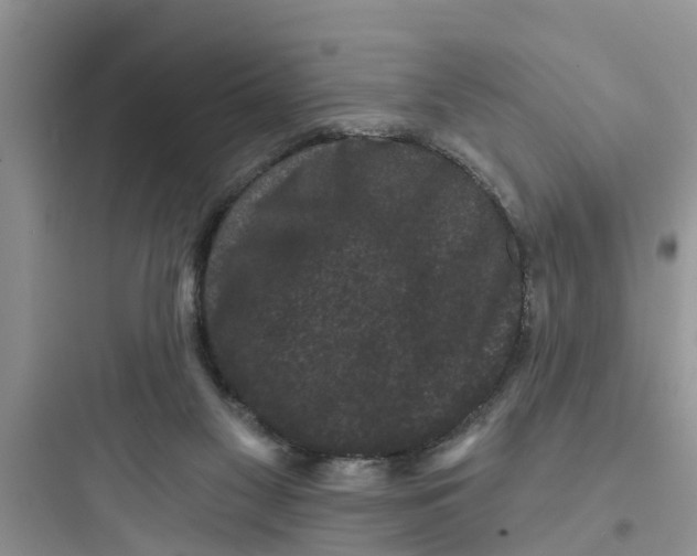 X0000097630117200803211819