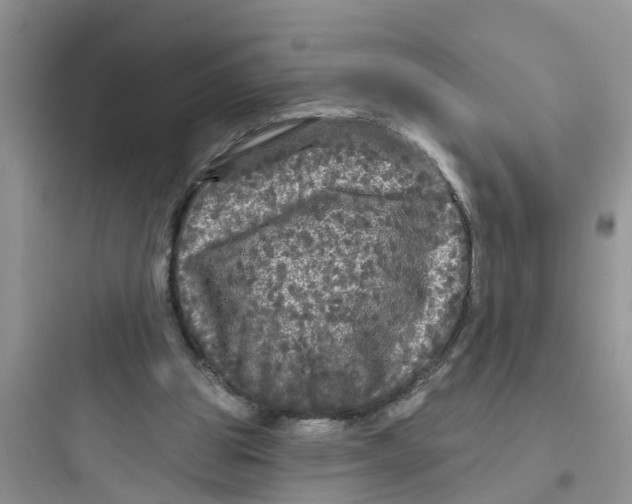 X0000097630153200803211817