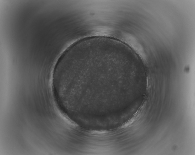 X0000097630156200803211818