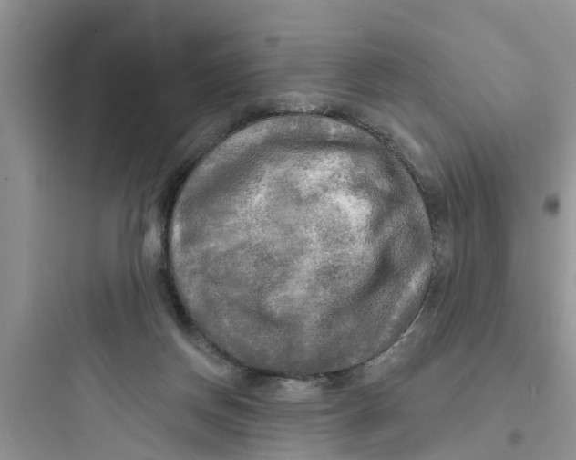 X0000097630166200803211818