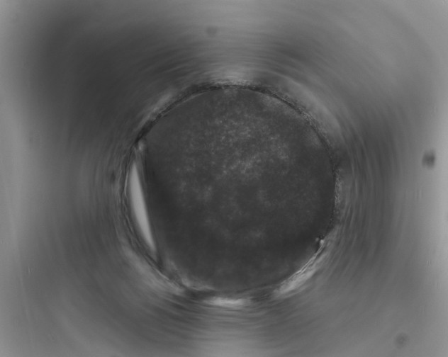 X0000097630168200803211818