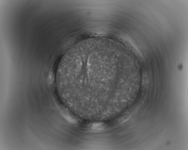 X0000097630173200803211818