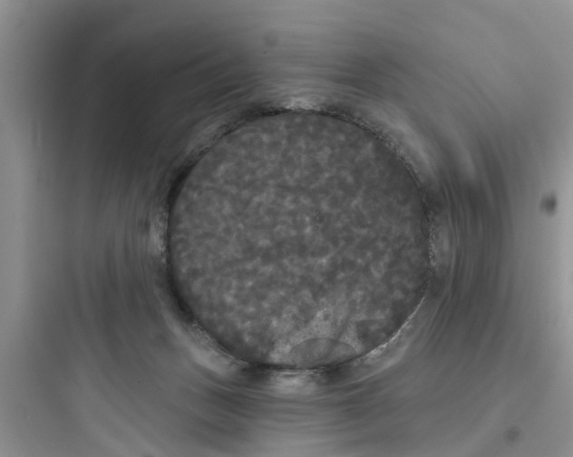 X0000097630175200803211818