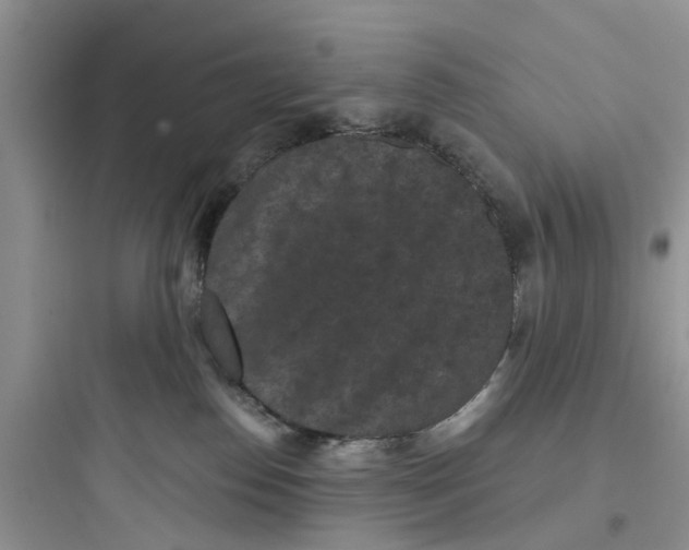 X0000097630186200803211818