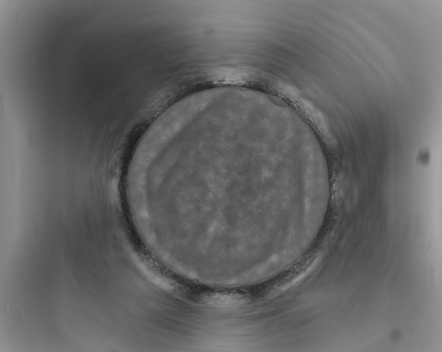 X0000097630209200803211817