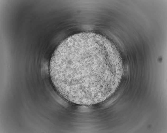 X0000097630238200803211817