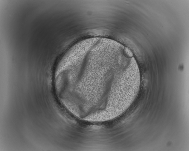 X0000097630255200803211816