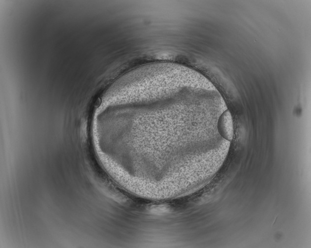 X0000097630262200803211816