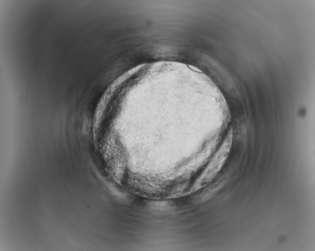 X0000097630281200803211817