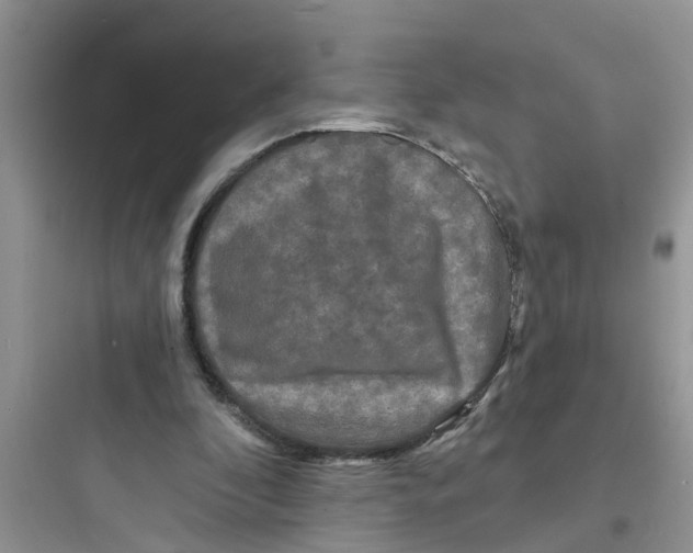 X0000097630296200803211816