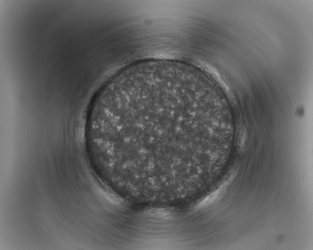 X0000097630299200803211816