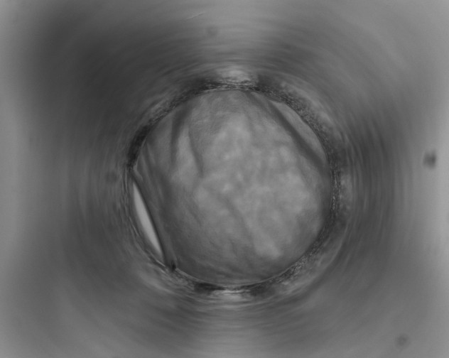 X0000097630320200803211815