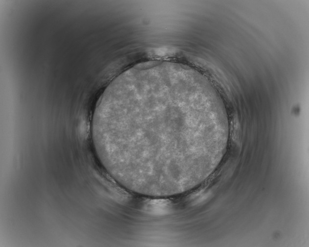 X0000097630324200803211815