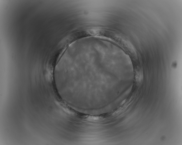 X0000097630332200803211815