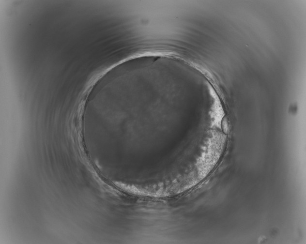 X0000097630337200803211814