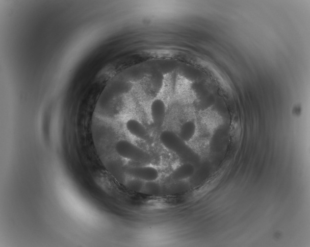 X0000097630381200803211815