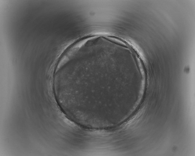 X0000097630385200803211814