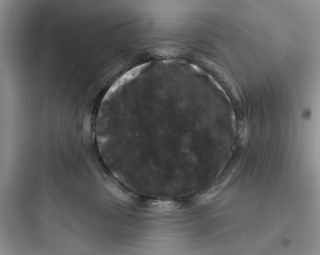 X0000097630428200803211814