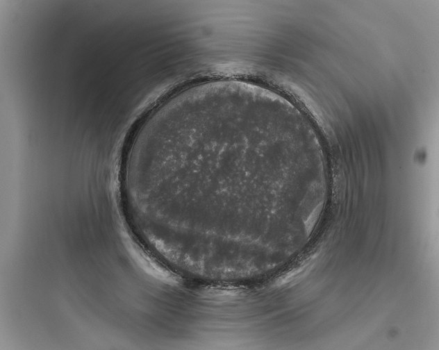 X0000097630443200803211813