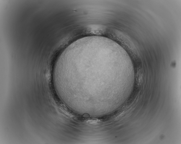 X0000097630595200803211811