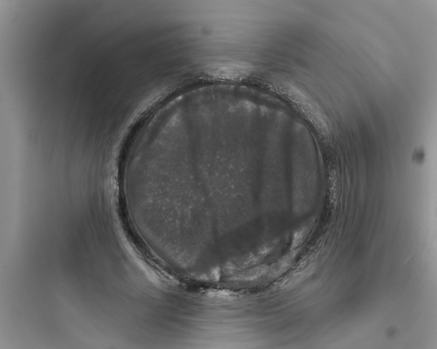 X0000097630634200803211810