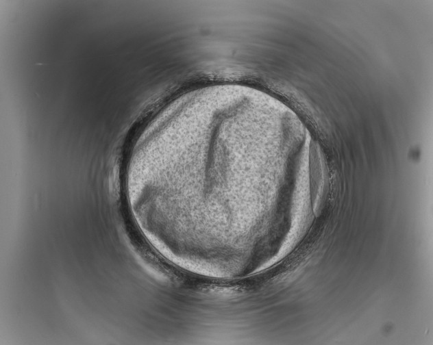 X0000097630638200803211810