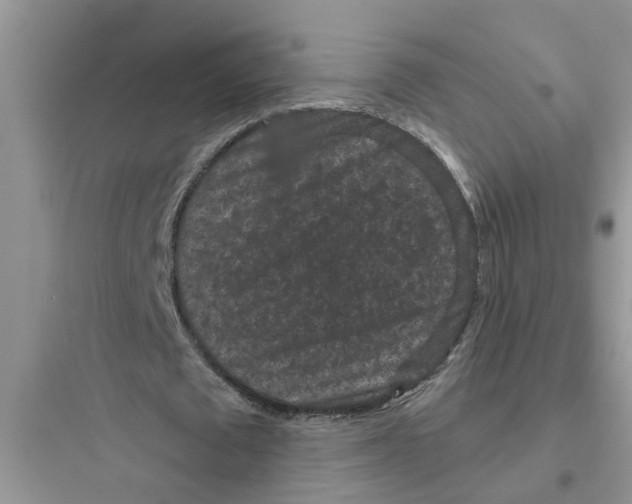 X0000097630673200803211810