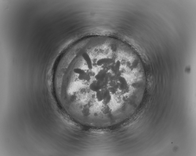 X0000097630679200803211810