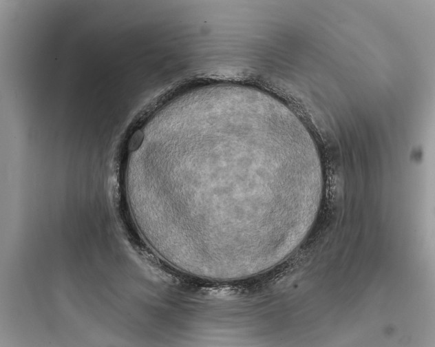 X0000097630688200803211810