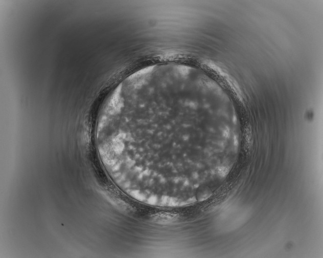 X0000097630691200803211810