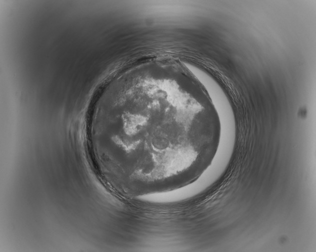 X0000097630734200803211809