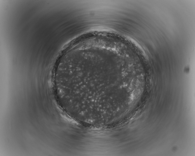 X0000097630775200803211809