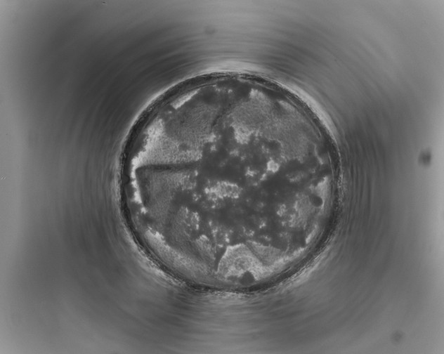 X0000097630783200803211808