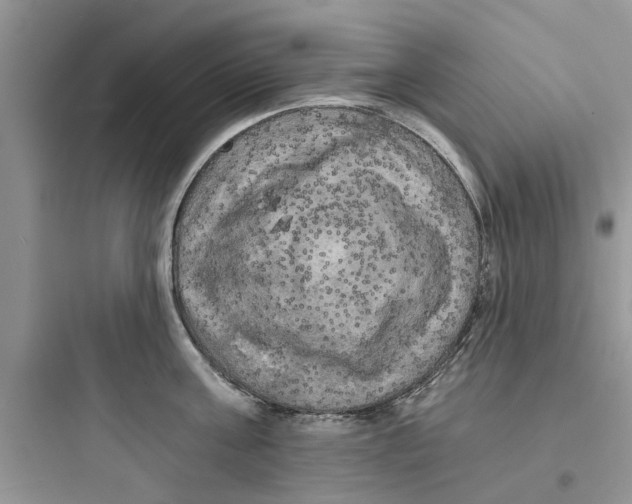 X0000097630811200803211808