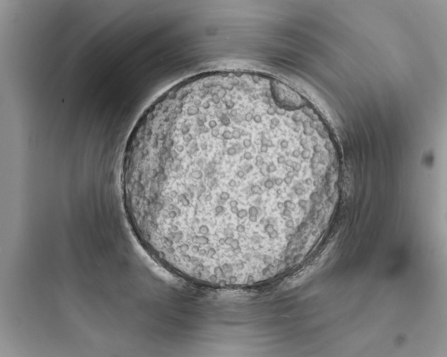 X0000097630847200803211808