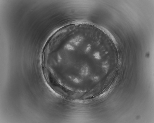 X0000097630855200803211808