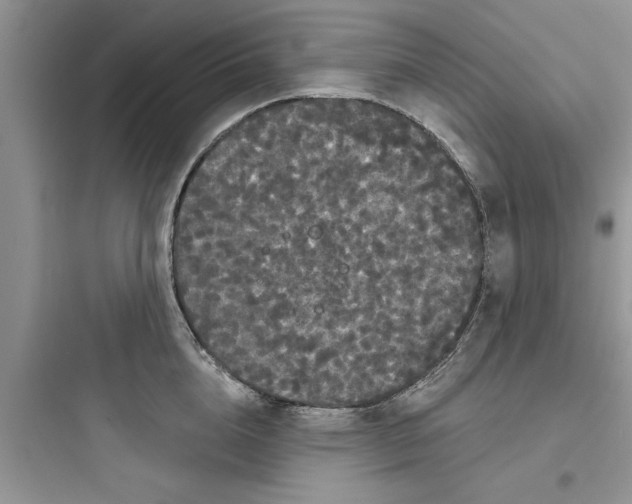 X0000097630856200803211808