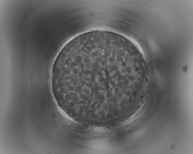 X0000097630903200803211806