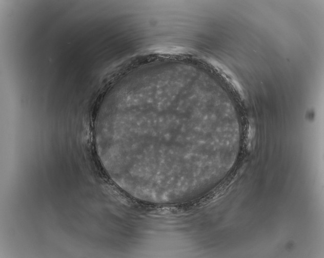 X0000097630966200803211806