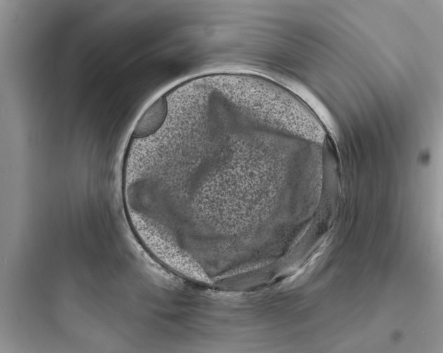 X0000097631004200803211805