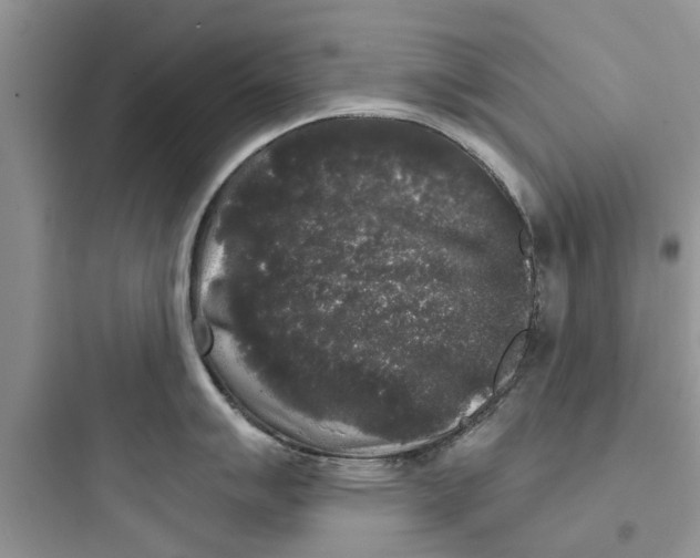 X0000097631007200803211805