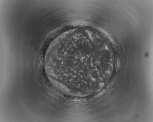 X0000097631063200803211804