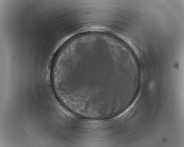 X0000097631066200803211804