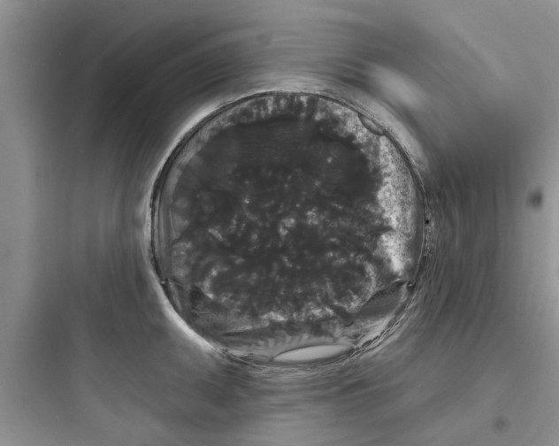 X0000097631095200803211803