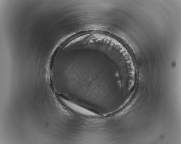 X0000097631117200803211803