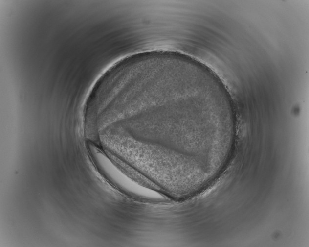 X0000097631118200803211803