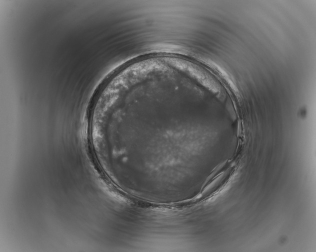 X0000097631125200803211803